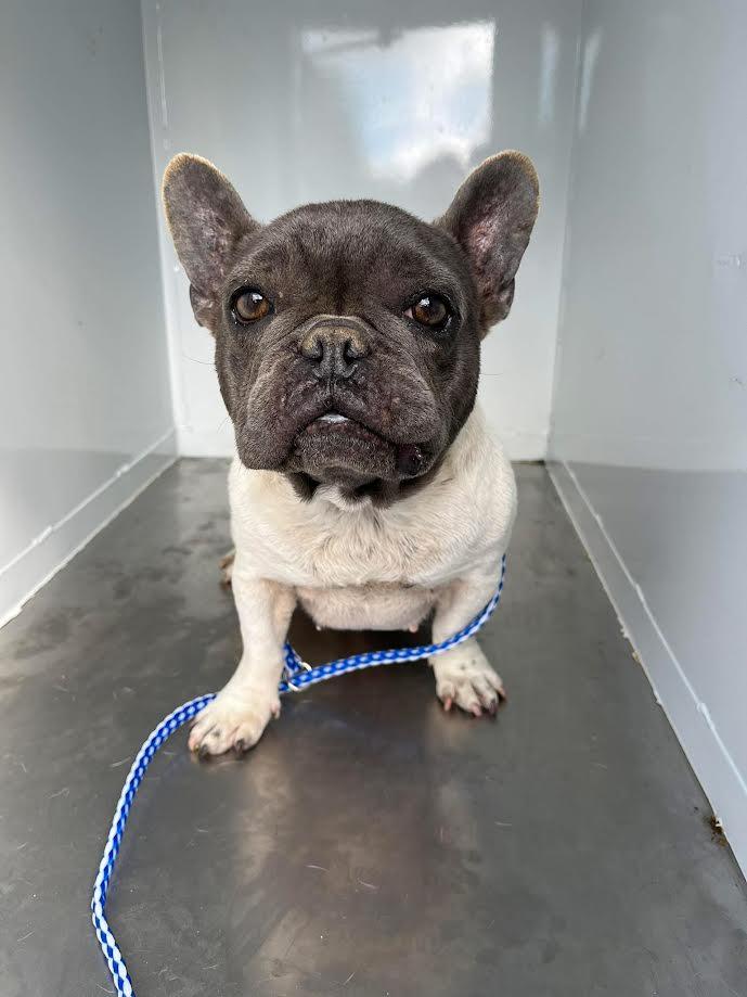 Enlarge Prada, a ADOPTABLE French Bulldog in Oakdale, CA image 1/1