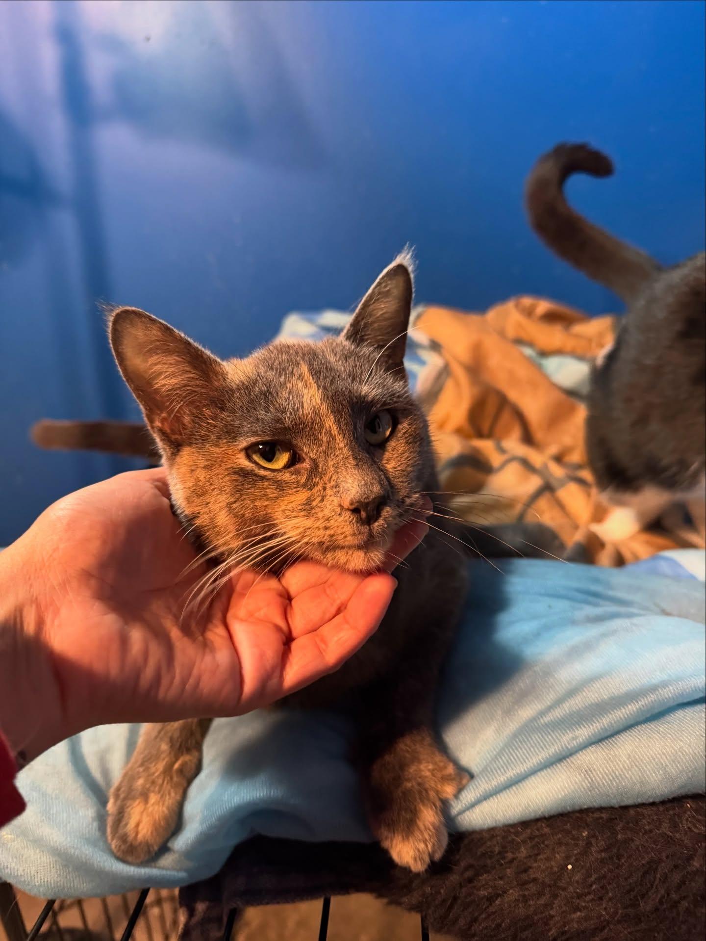 Enlarge Maxine *bonded sibling with EL*, an adopted American Shorthair in Rochester, NY image 2/6