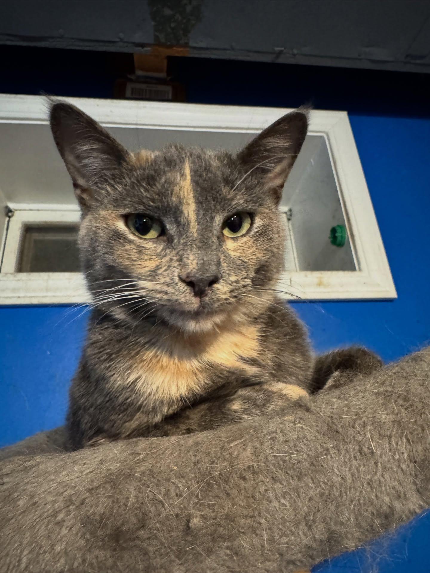 Enlarge Maxine *bonded sibling with EL*, an adopted American Shorthair in Rochester, NY image 3/6