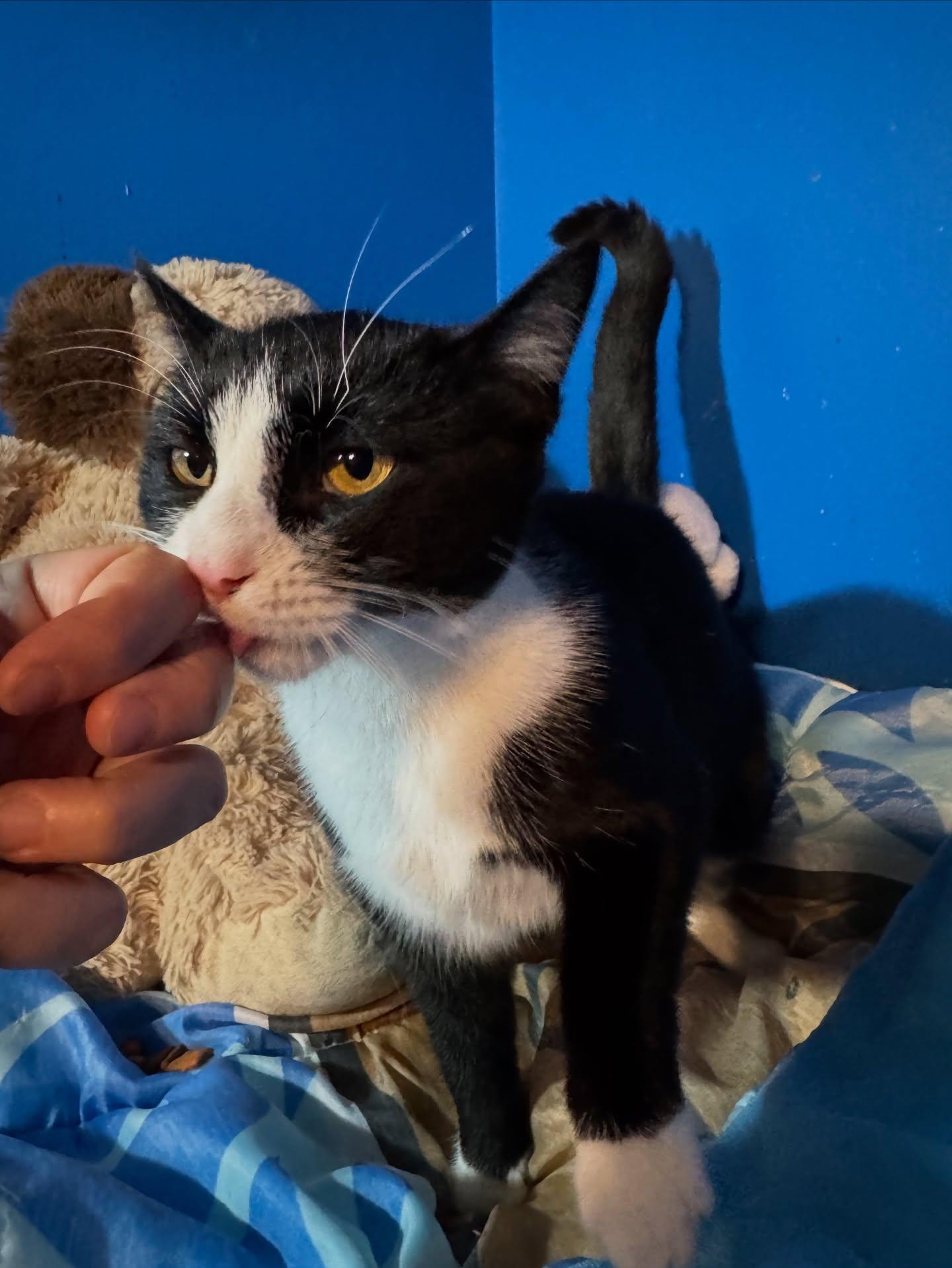 Enlarge Maxine *bonded sibling with EL*, an adopted American Shorthair in Rochester, NY image 6/6