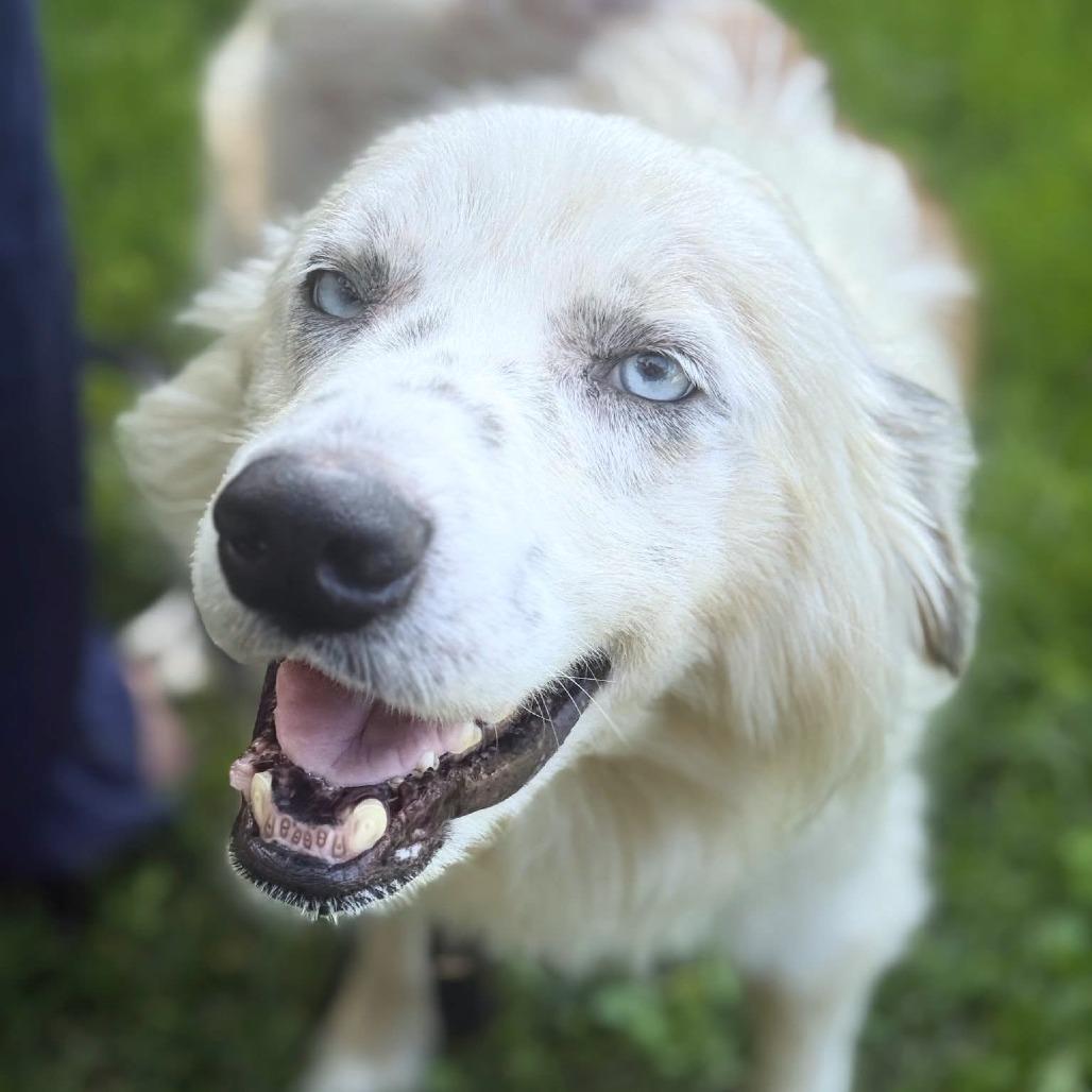 Rip, adopted, Adult Male Australian Shepherd.