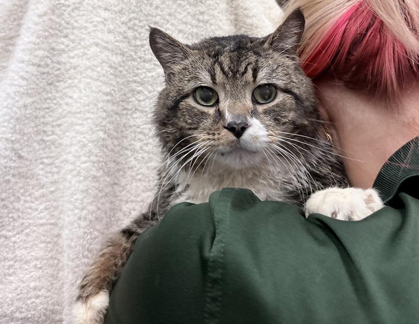 Enlarge Boots, a ADOPTABLE Domestic Short Hair in Columbus, IN image 2/2