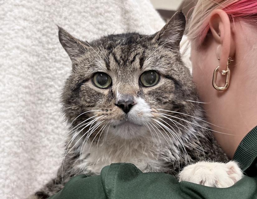 Boots, ADOPTABLE, Senior Male Domestic Short Hair.