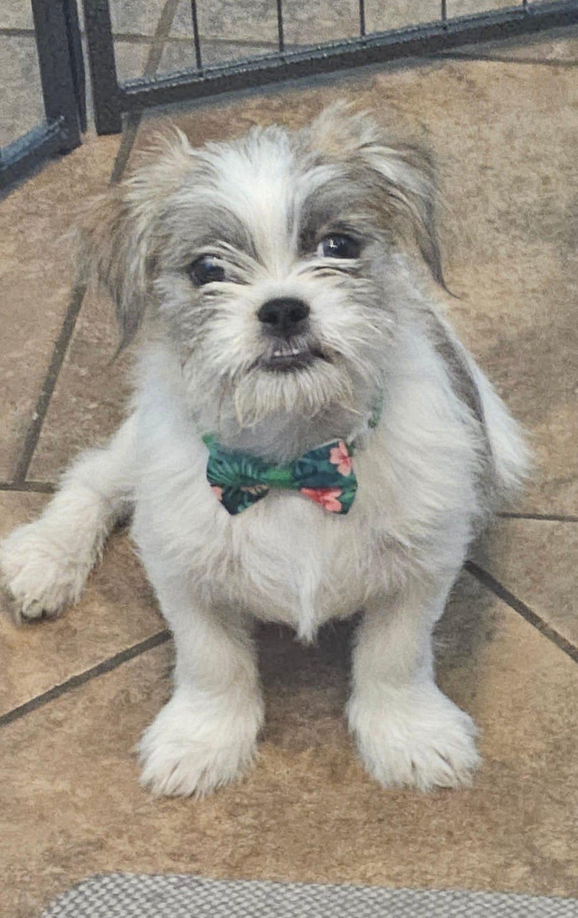 Enlarge Ruckus, a Adopted mixed breed in Gilbert , AZ image 2/4