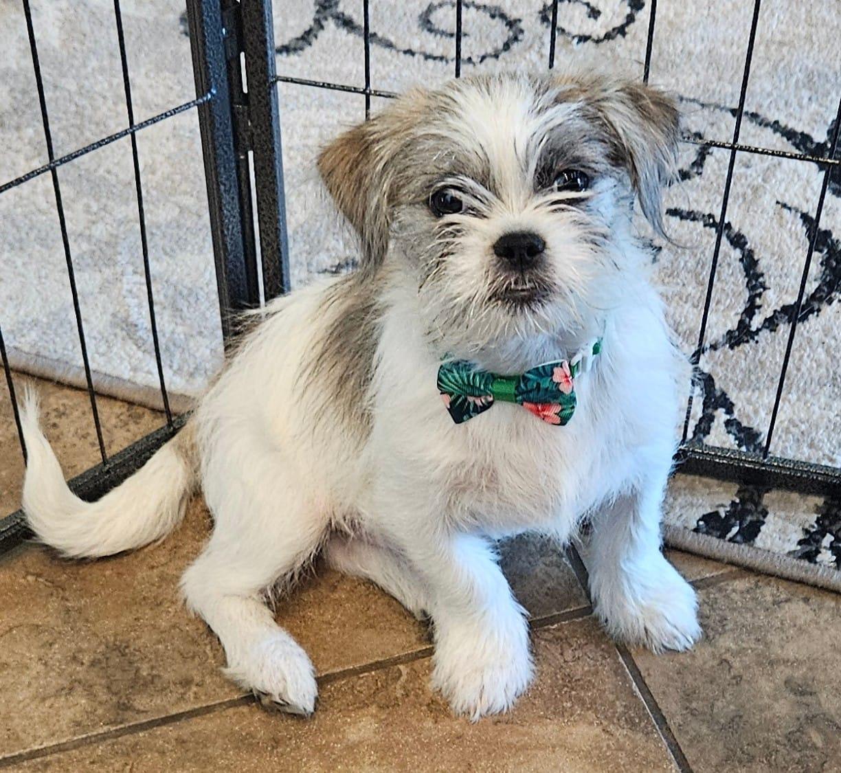Enlarge Ruckus, a Adopted mixed breed in Gilbert , AZ image 4/4
