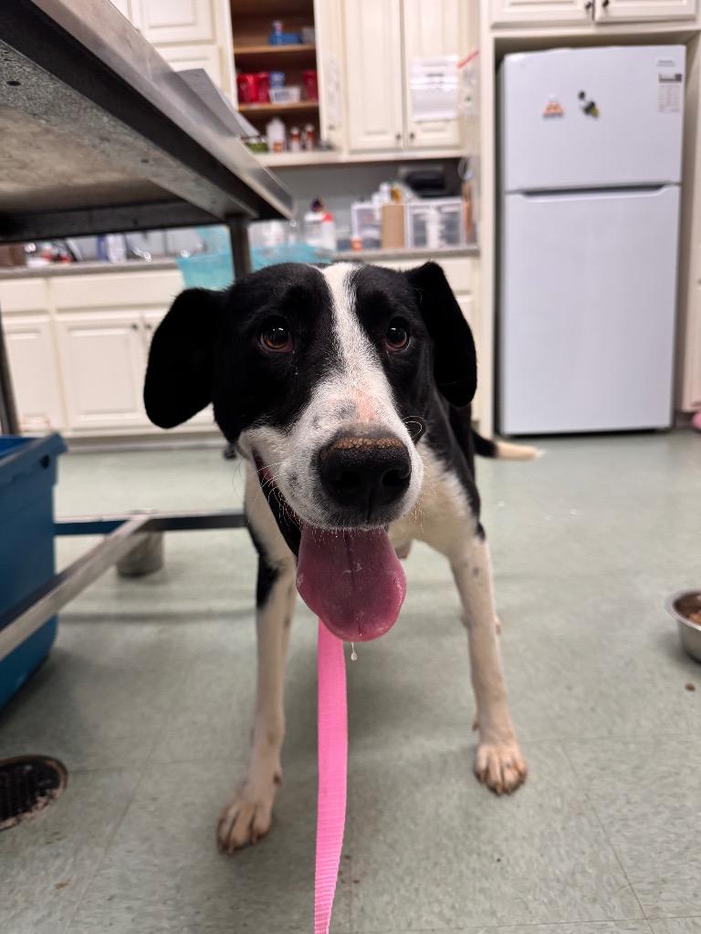 Stormy, Adoptable, Young Female Mixed Breed.