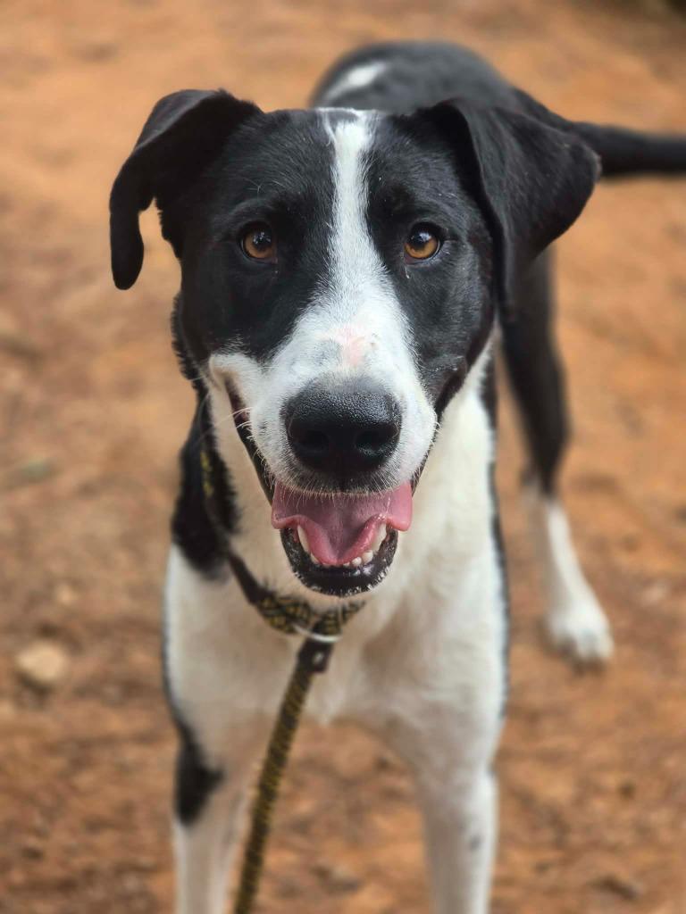 Enlarge Stormy, a Adoptable Mixed Breed in Danielsville, GA image 2/5