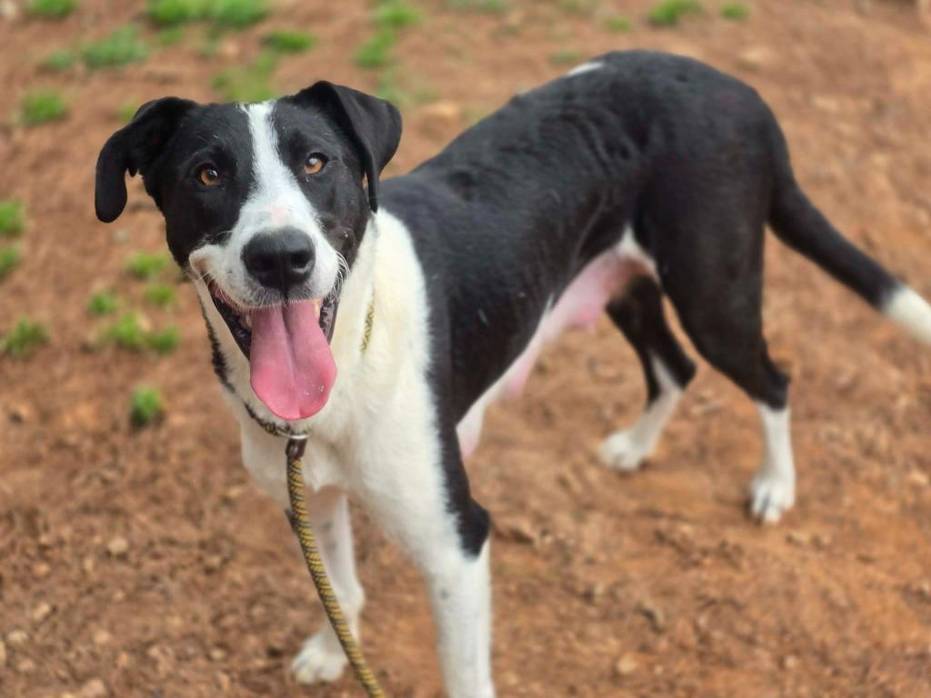 Enlarge Stormy, a Adoptable Mixed Breed in Danielsville, GA image 3/5