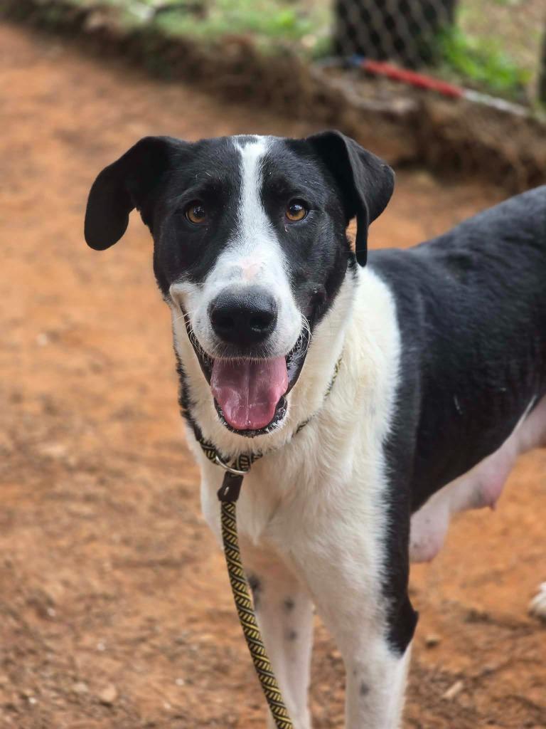 Enlarge Stormy, a Adoptable Mixed Breed in Danielsville, GA image 4/5