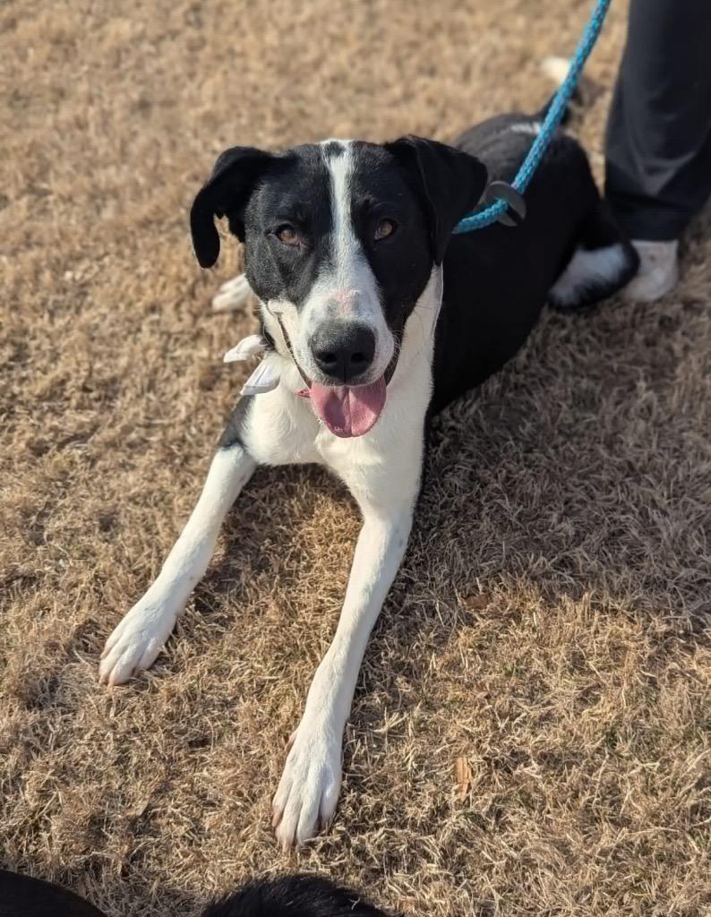 Enlarge Stormy, a Adoptable Mixed Breed in Danielsville, GA image 5/5