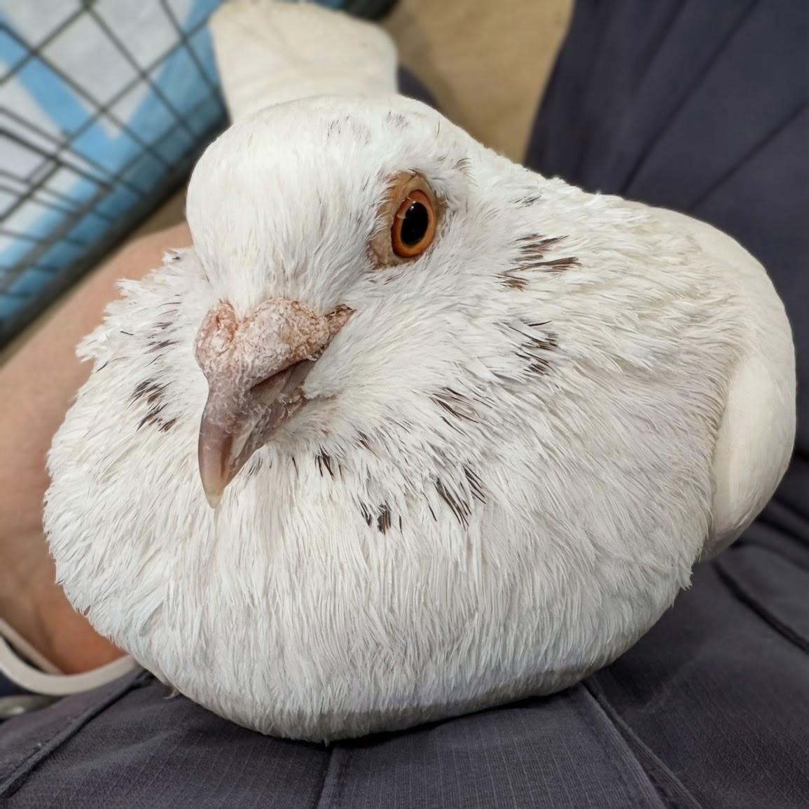Enlarge Cookies n Cream, a Adoptable Pigeon in Chicago, IL image 3/4