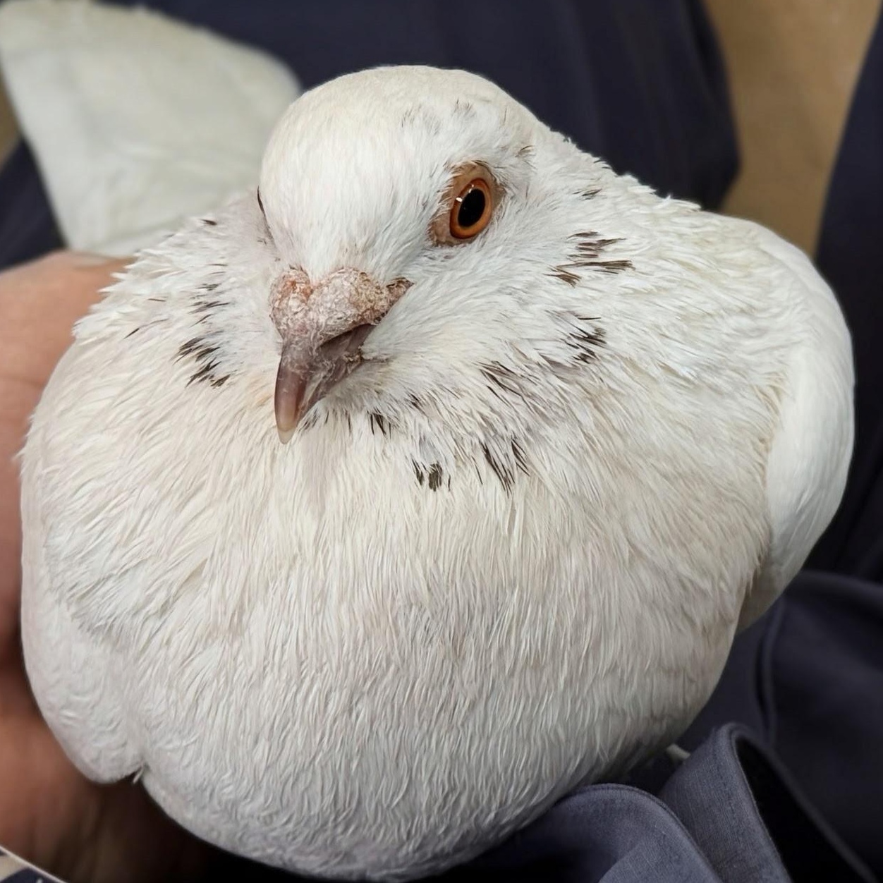 Enlarge Cookies n Cream, a Adoptable Pigeon in Chicago, IL image 1/4