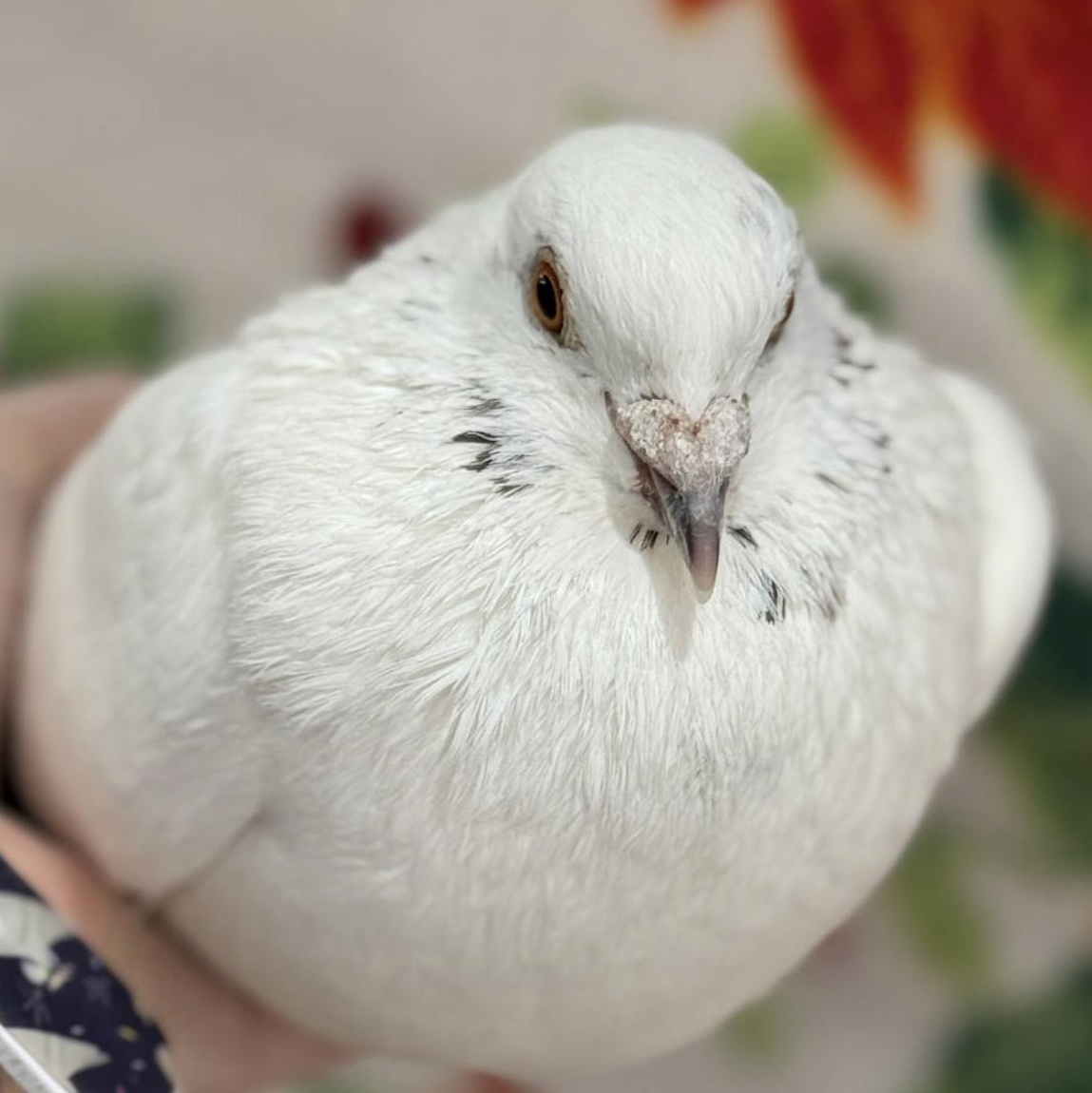 Enlarge Cookies n Cream, a Adoptable Pigeon in Chicago, IL image 4/4