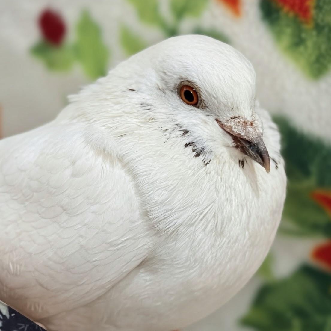 Enlarge Cookies n Cream, a Adoptable Pigeon in Chicago, IL image 2/4