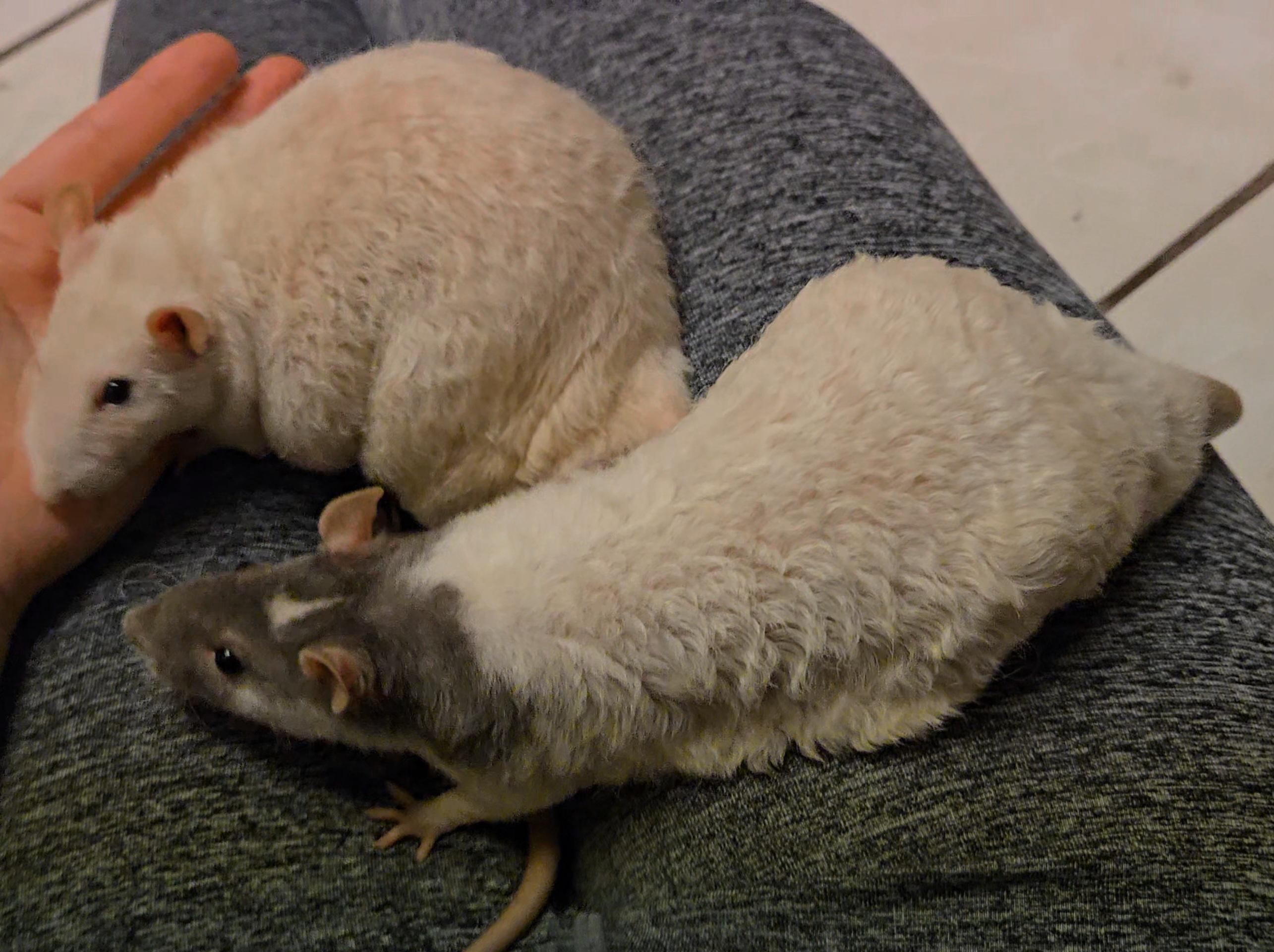 Zacchaeus & Noah, ADOPTABLE, Adult Male Rat.