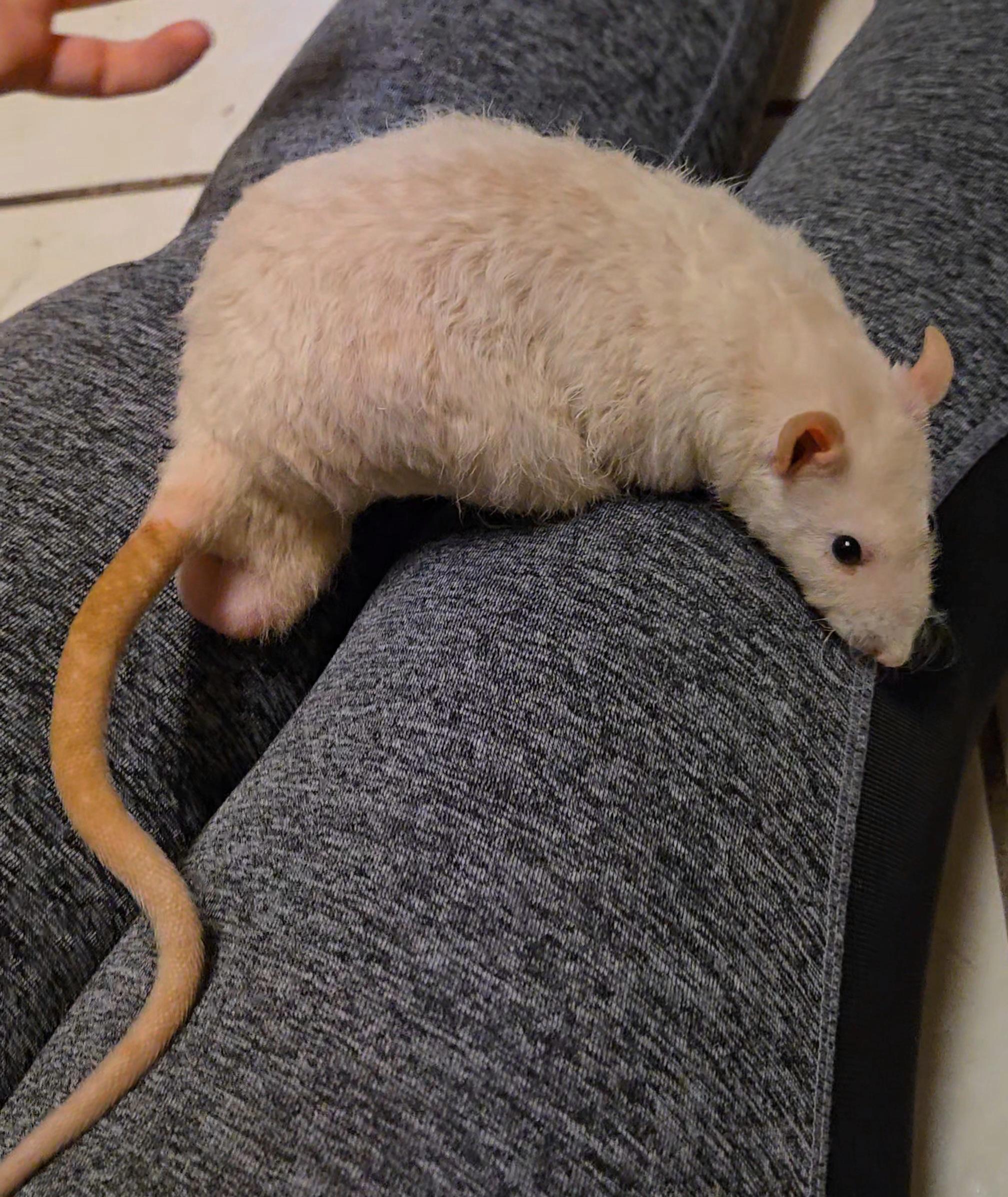 Zacchaeus & Noah, a ADOPTABLE Rat in St. Cloud, FL image 3/4
