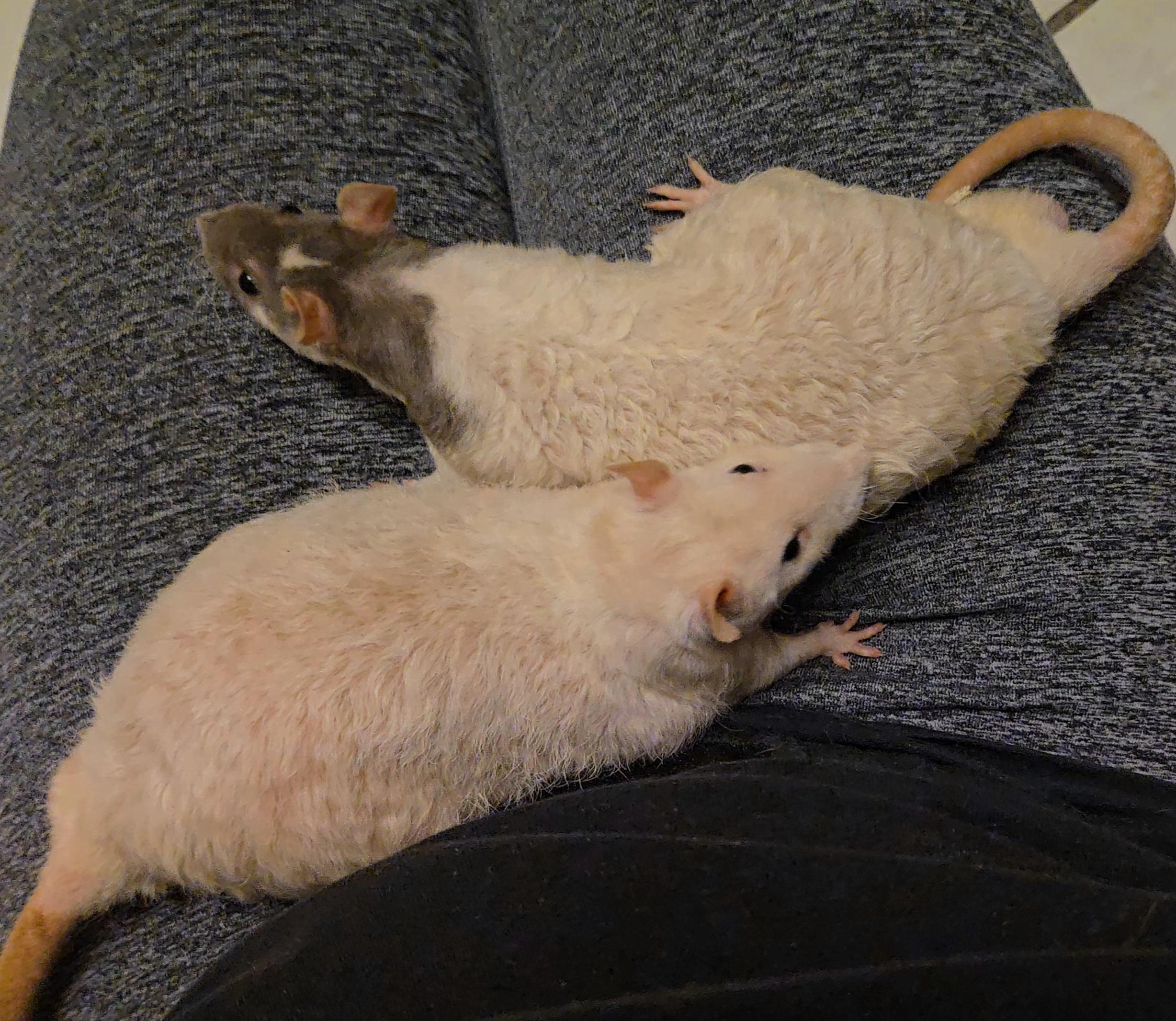 Zacchaeus & Noah, a ADOPTABLE Rat in St. Cloud, FL image 4/4