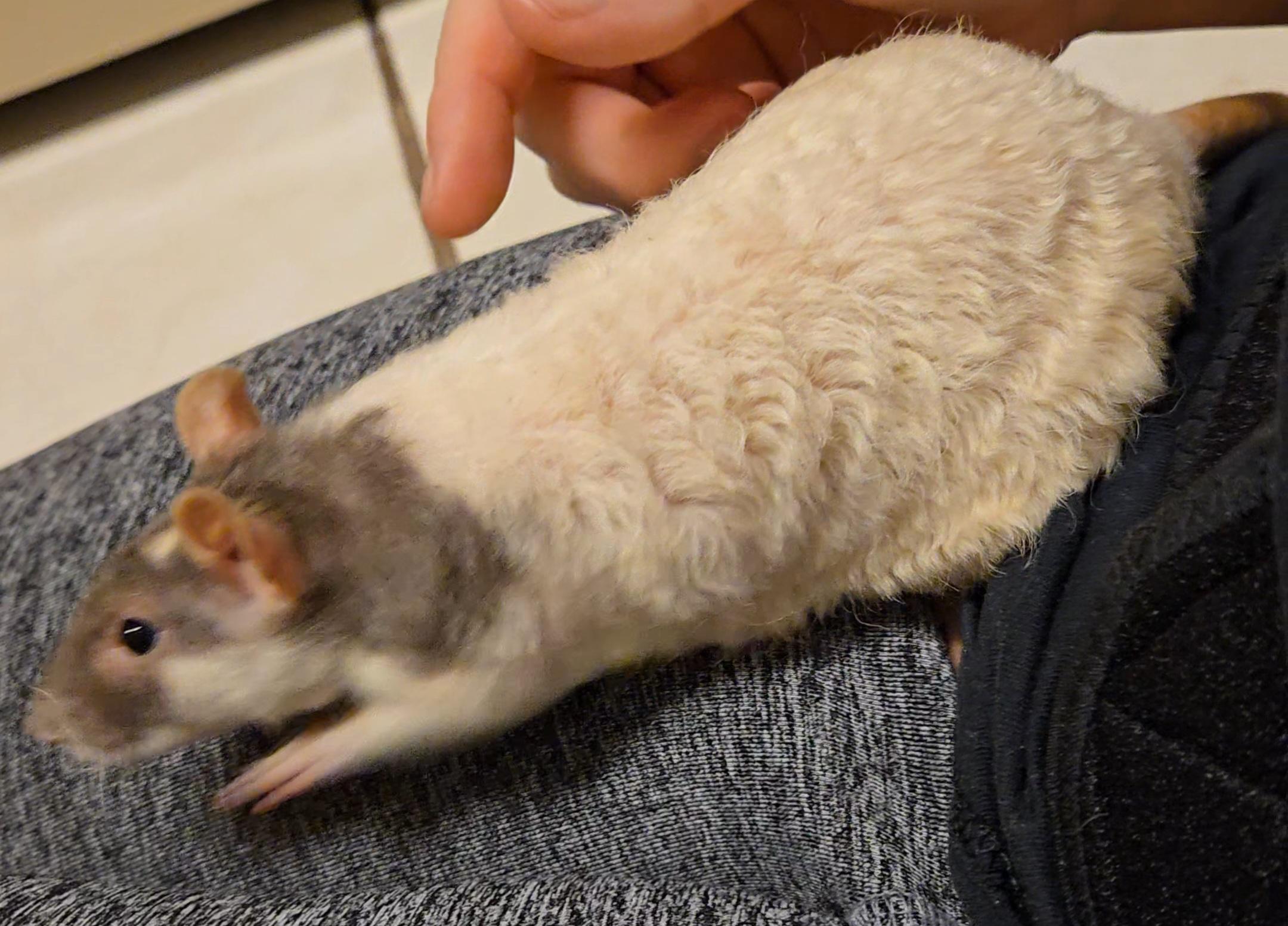 Zacchaeus & Noah, a ADOPTABLE Rat in St. Cloud, FL image 2/4