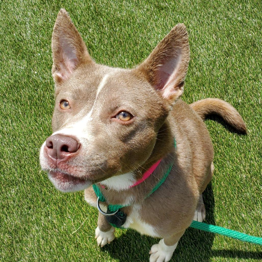 Aya, Adoptable, Adult Female Mixed Breed.