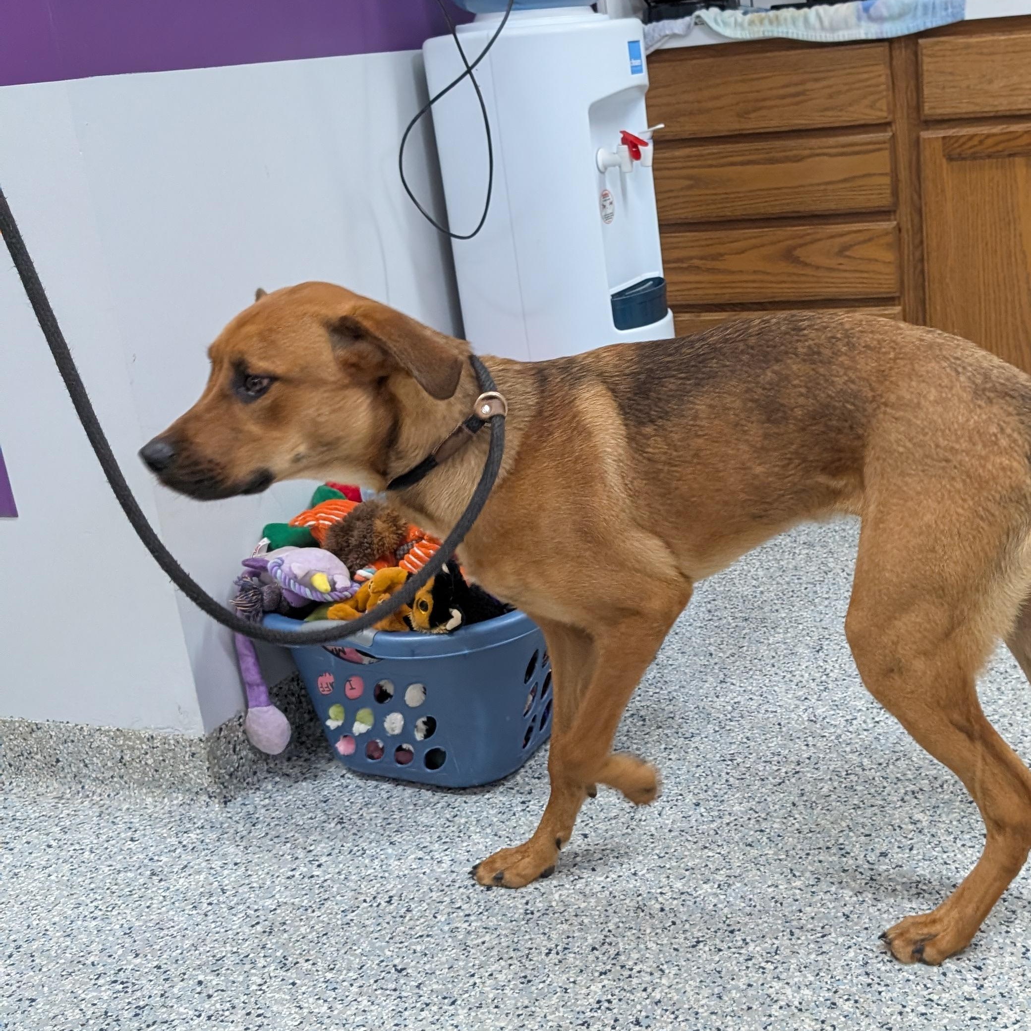 Enlarge 191326 Max LOOKING FOR OWNER, an adopted mixed breed in Ravenna, OH image 3/5