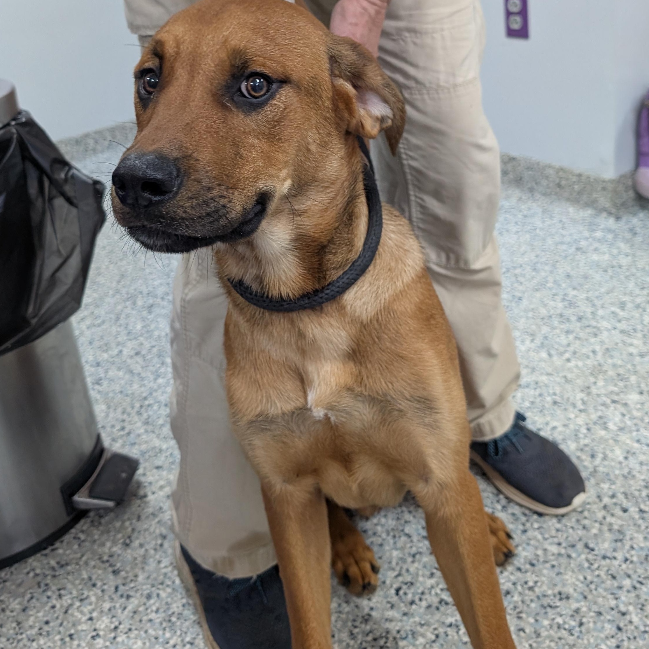 Enlarge 191326 Max LOOKING FOR OWNER, an adopted mixed breed in Ravenna, OH image 5/5