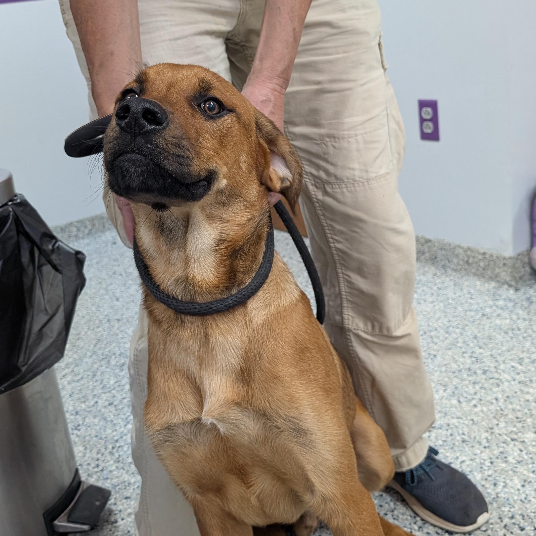 Enlarge 191326 Max LOOKING FOR OWNER, an adopted mixed breed in Ravenna, OH image 4/5