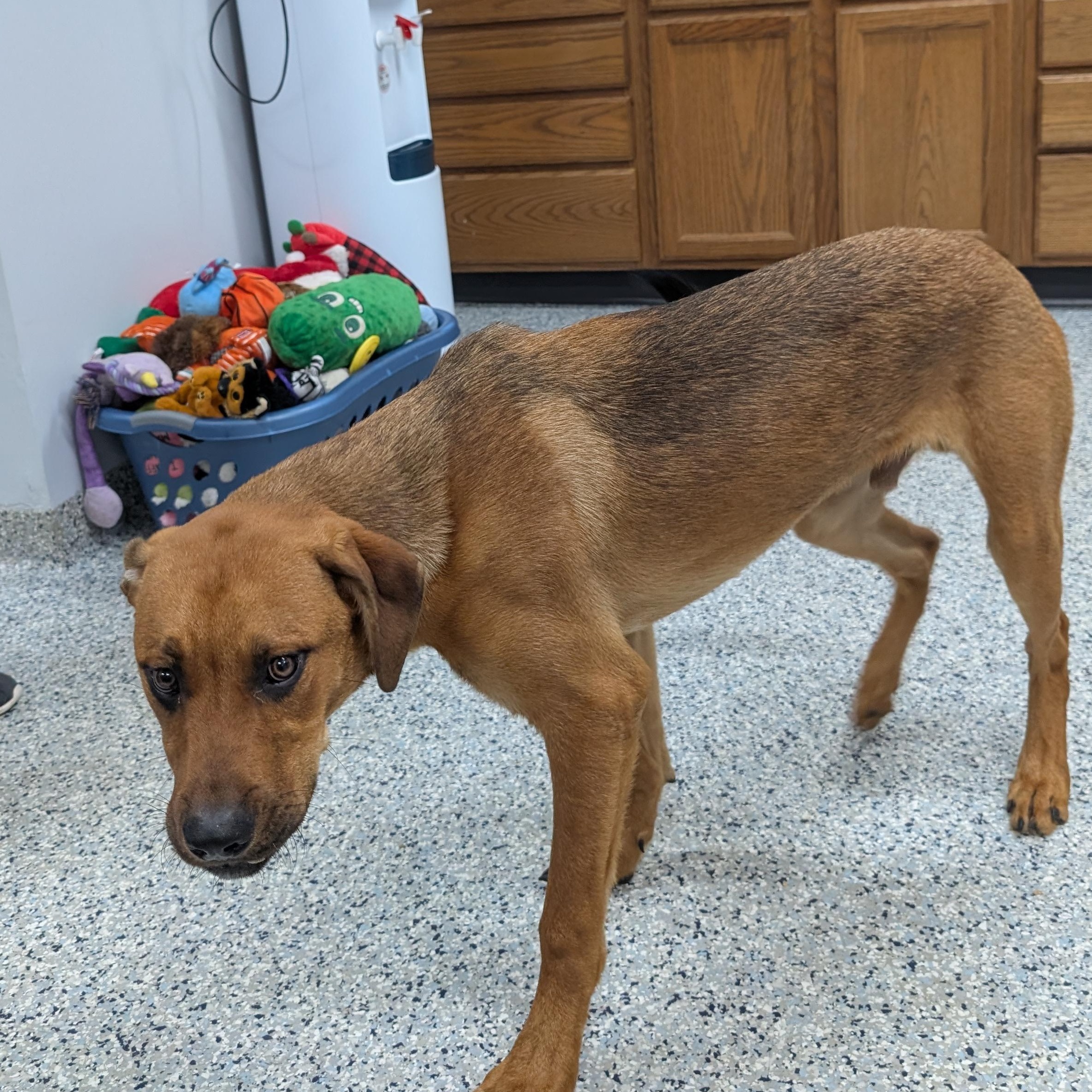 Enlarge 191326 Max LOOKING FOR OWNER, an adopted mixed breed in Ravenna, OH image 2/5