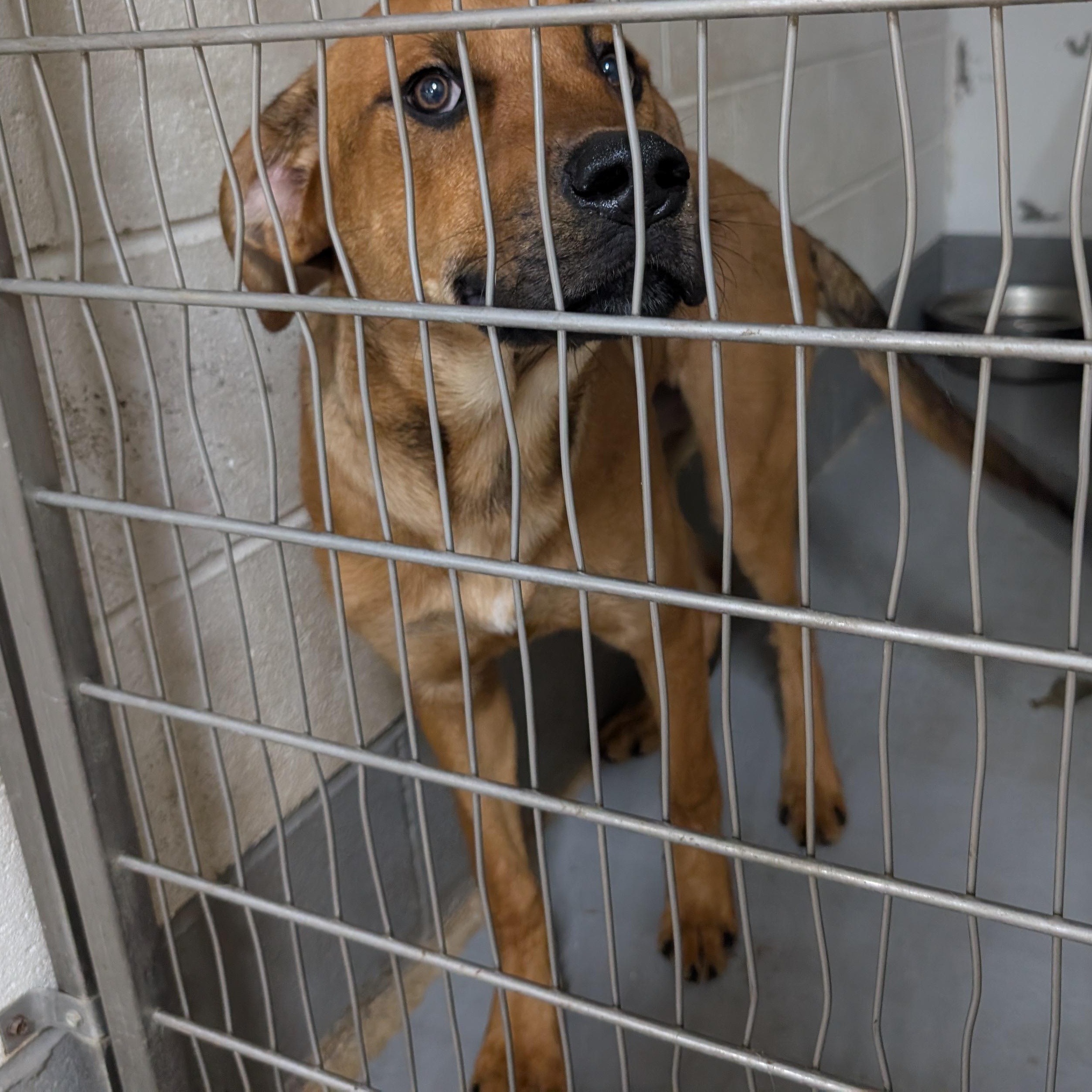 191326 LOOKING FOR OWNER, ADOPTABLE, Adult Male Labrador Retriever.
