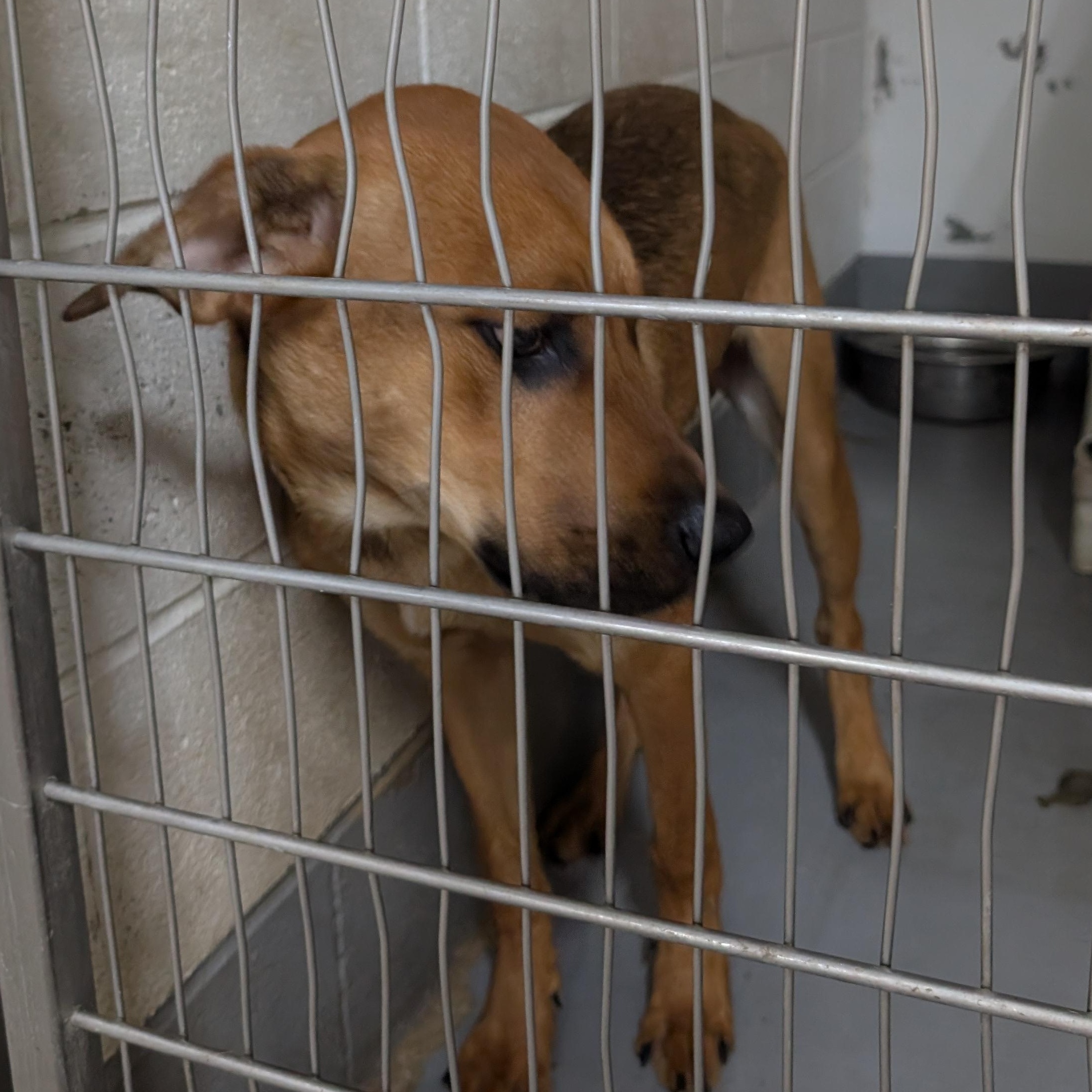 191326 LOOKING FOR OWNER, a ADOPTABLE mixed breed in Ravenna, OH image 2/2