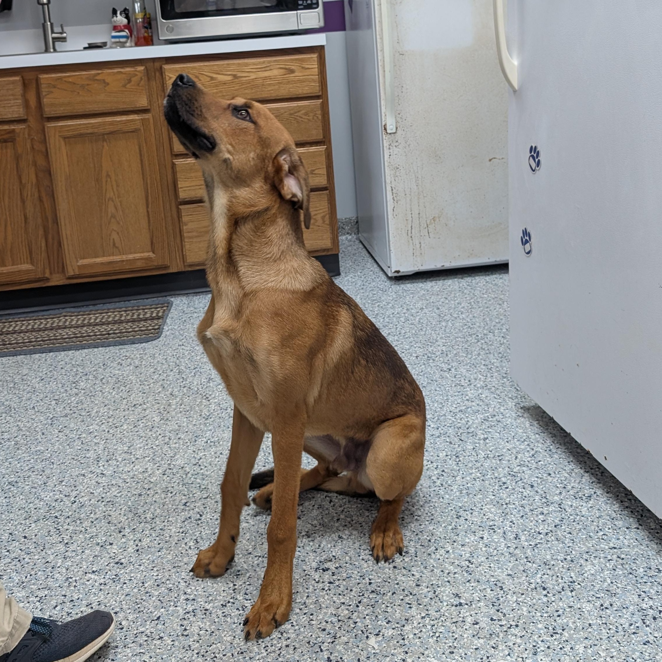 191326 Max LOOKING FOR OWNER, adopted, Adult Male Labrador Retriever.