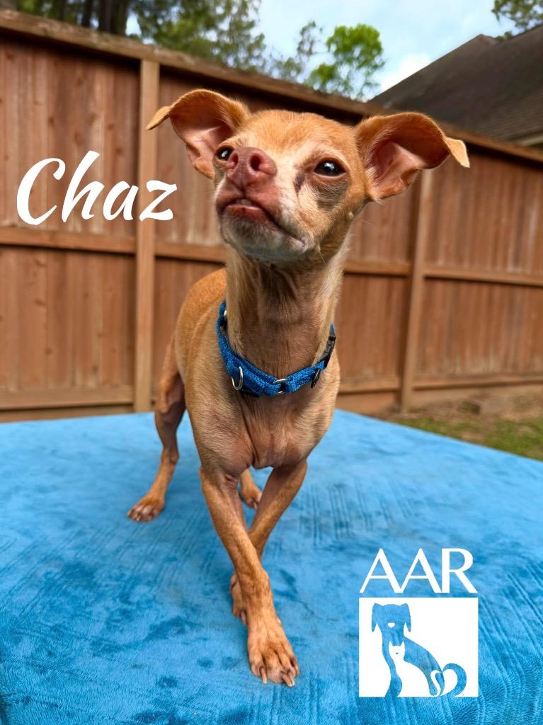 Chaz, Adoptable, Senior Male Chihuahua.