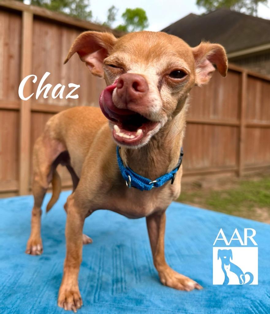 Enlarge Chaz, a Adoptable Chihuahua in Magnolia, TX image 2/4