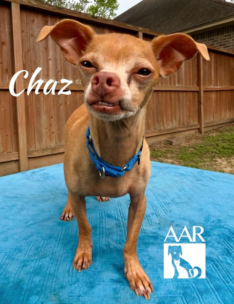 Enlarge Chaz, a Adoptable Chihuahua in Magnolia, TX image 3/4