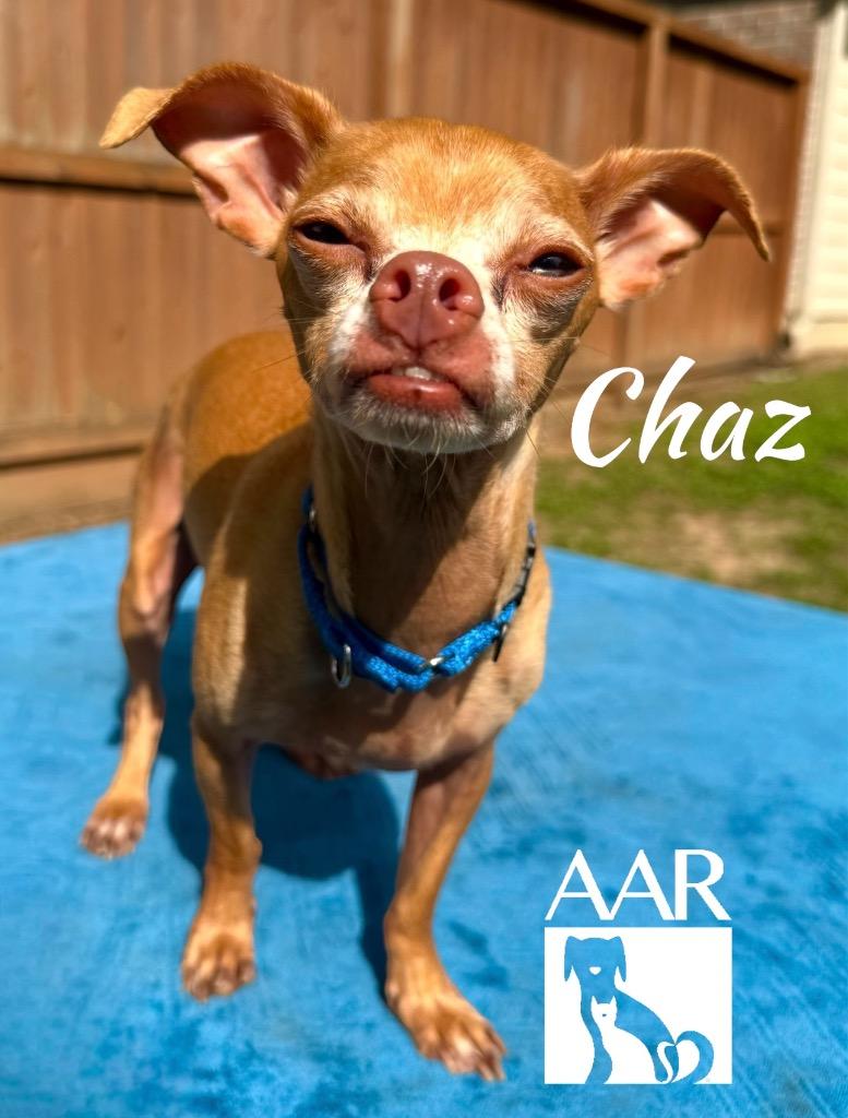Enlarge Chaz, a Adoptable Chihuahua in Magnolia, TX image 4/4