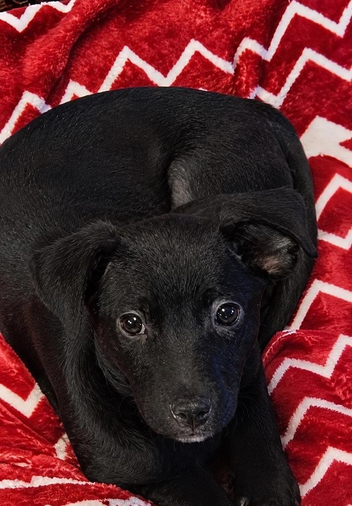 Tamara, Adoptable, Puppy Female Terrier.