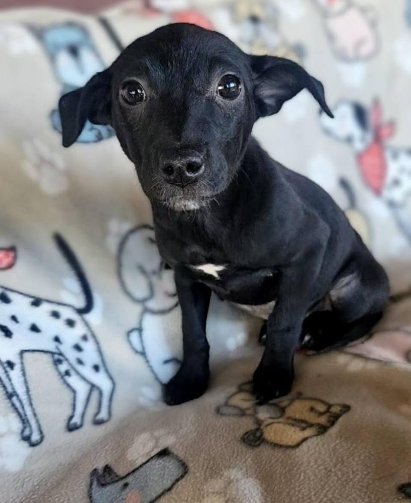 Enlarge Tamara, a Adoptable mixed breed in Colorado Springs, CO image 3/5