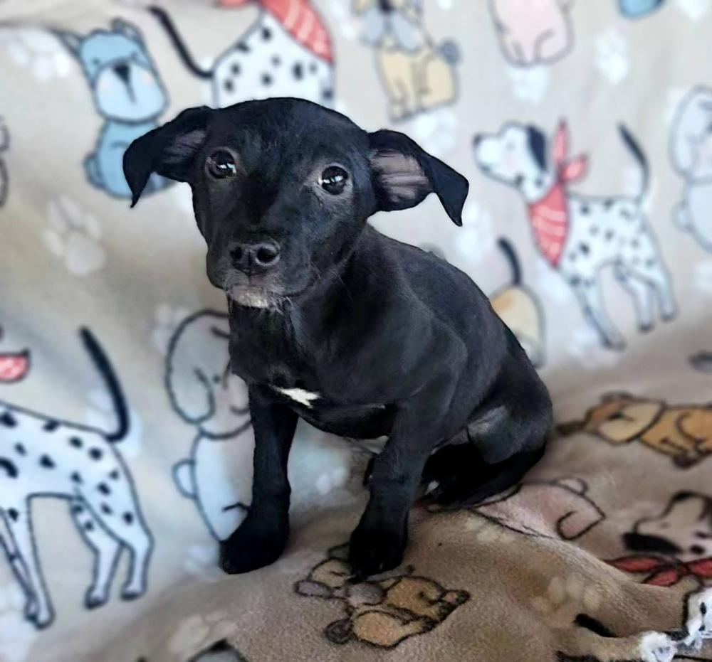 Enlarge Tamara, a Adoptable mixed breed in Colorado Springs, CO image 4/5