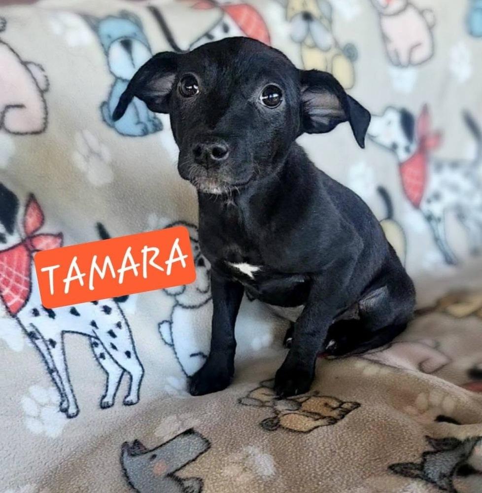 Enlarge Tamara, a Adoptable mixed breed in Colorado Springs, CO image 5/5