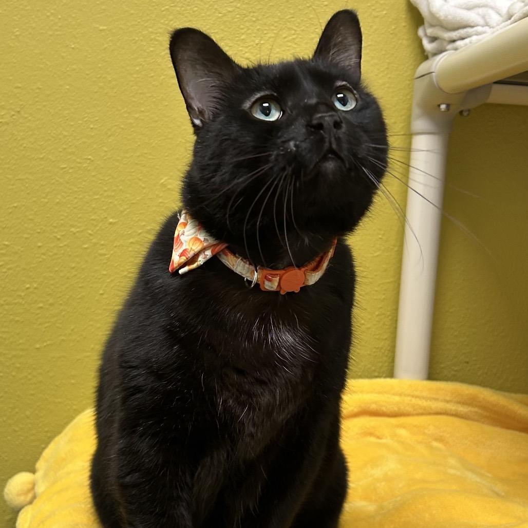 Baloo, Adoptable, Adult Male Domestic Short Hair.