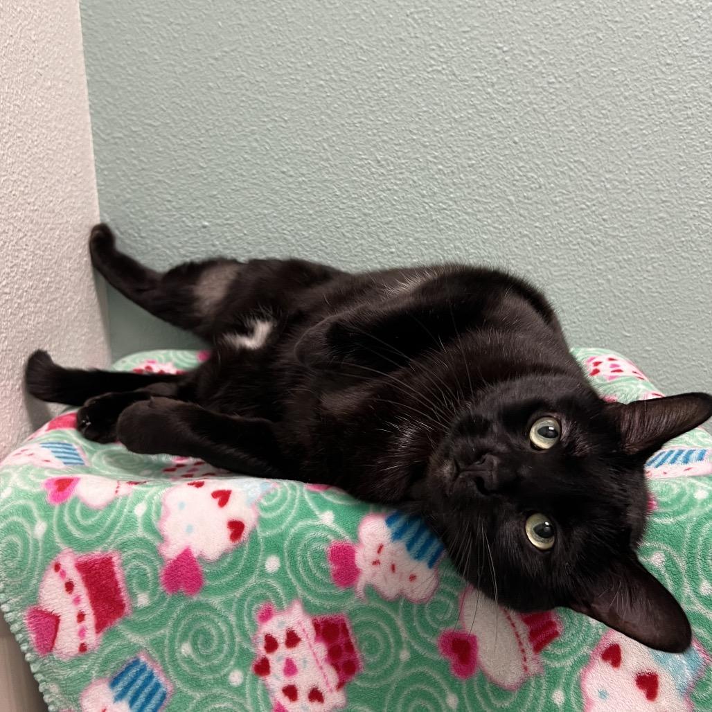 Enlarge Baloo, a Adoptable Domestic Short Hair in Keizer, OR image 2/6