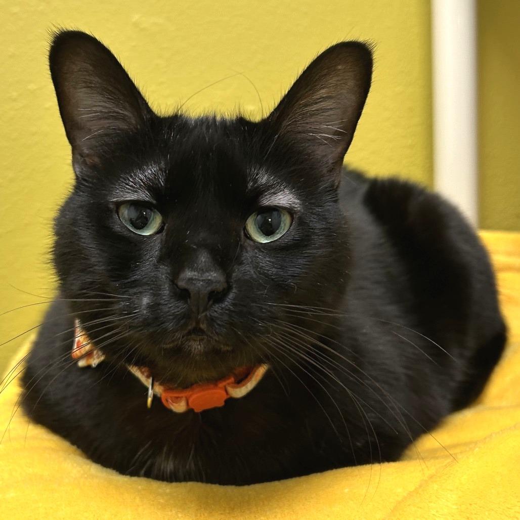 Enlarge Baloo, a Adoptable Domestic Short Hair in Keizer, OR image 3/6