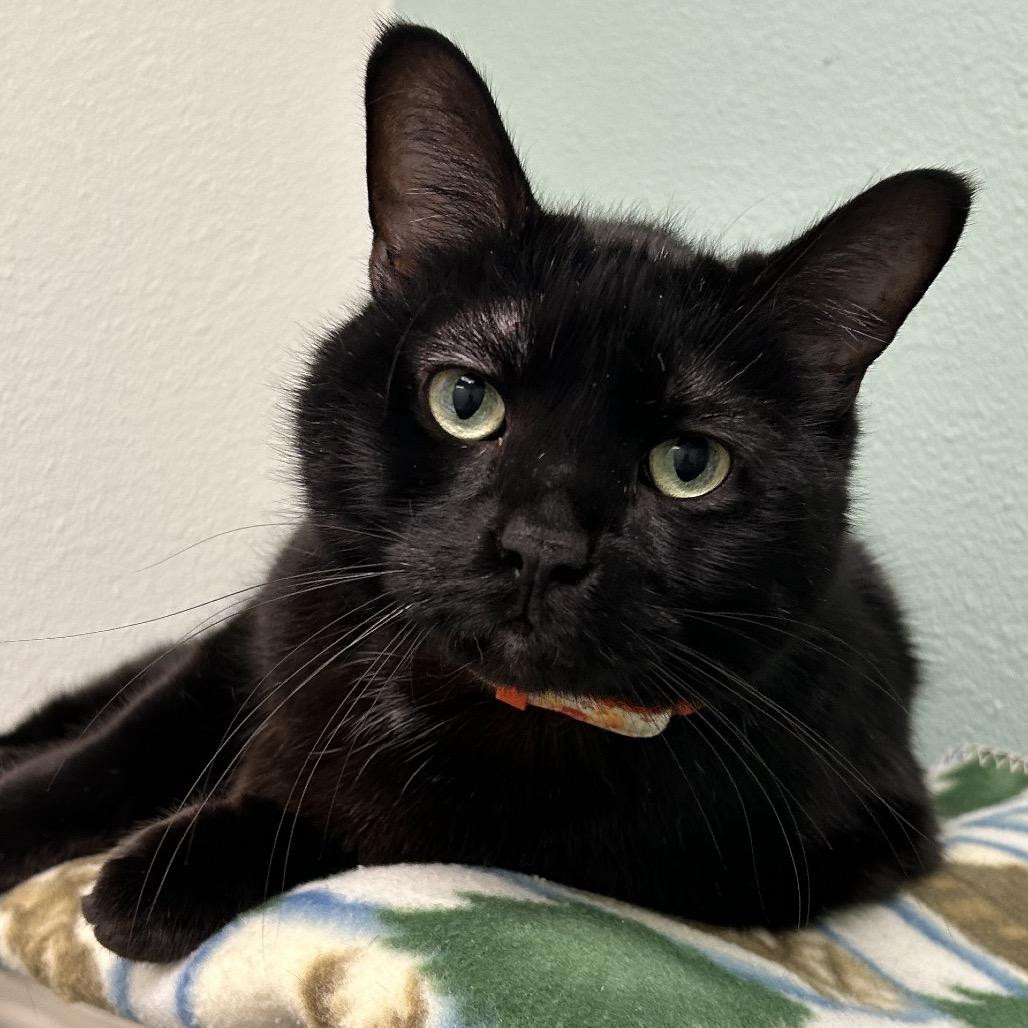 Enlarge Baloo, a Adoptable Domestic Short Hair in Keizer, OR image 4/6