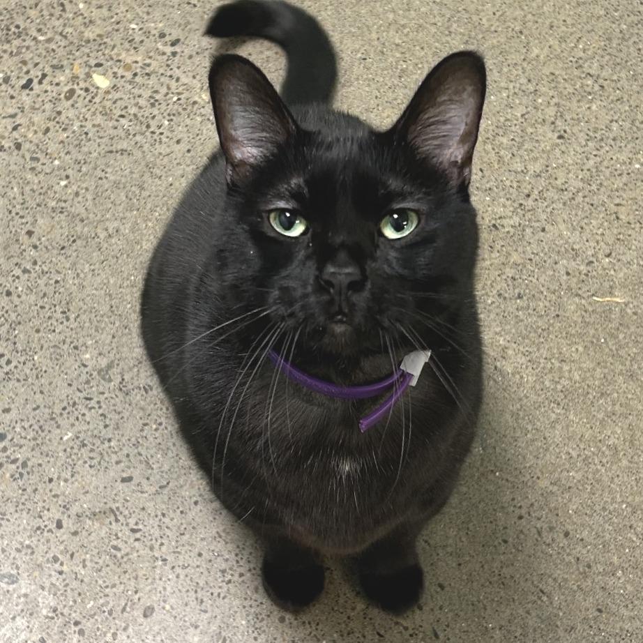 Enlarge Baloo, a Adoptable Domestic Short Hair in Keizer, OR image 5/6