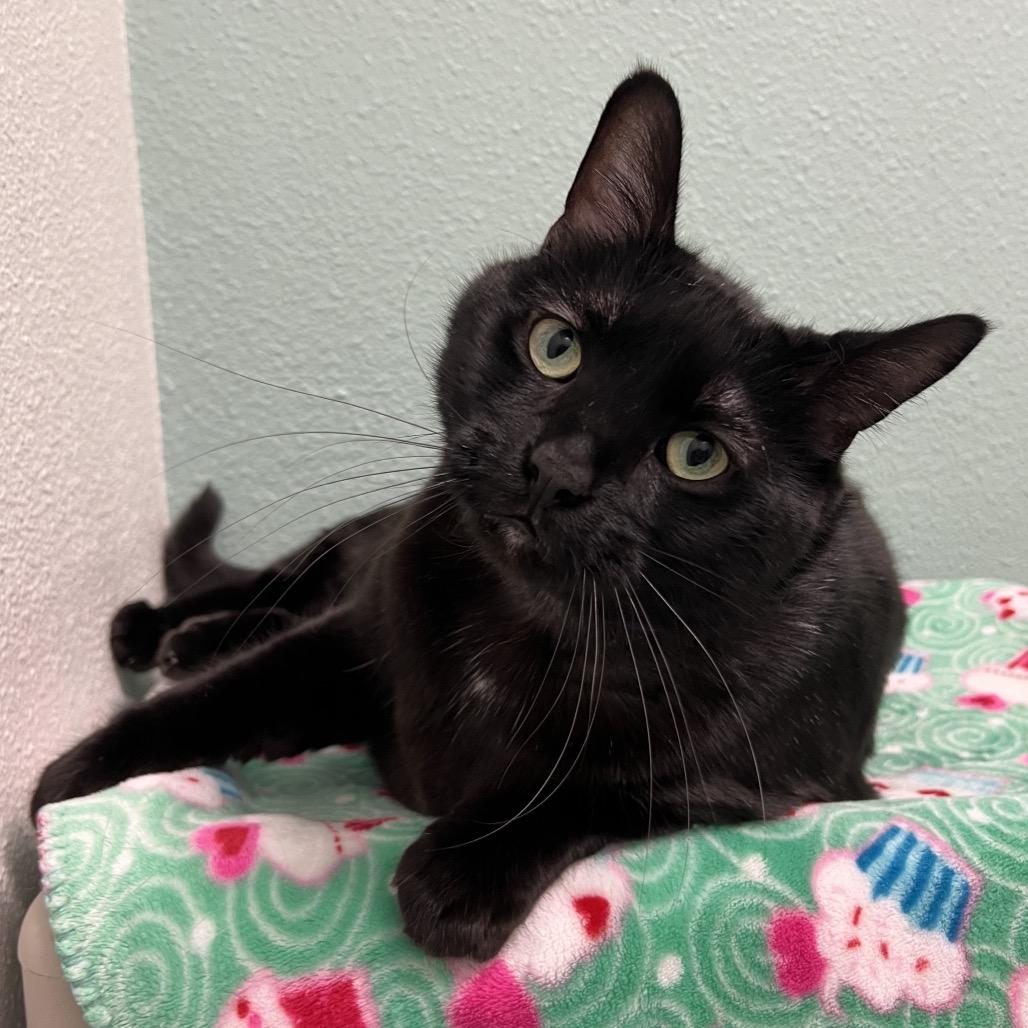 Enlarge Baloo, a Adoptable Domestic Short Hair in Keizer, OR image 6/6
