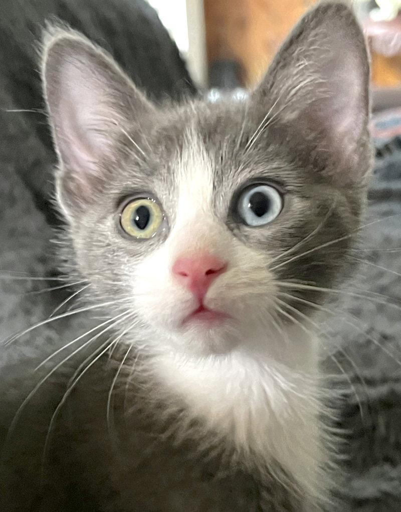 Enlarge Frog, a Adoptable Domestic Short Hair in Ventura, CA image 1/3