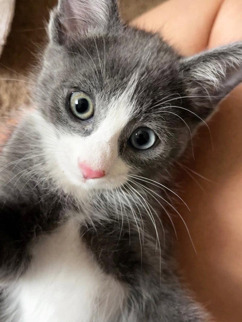 Enlarge Frog, a Adoptable Domestic Short Hair in Ventura, CA image 2/3