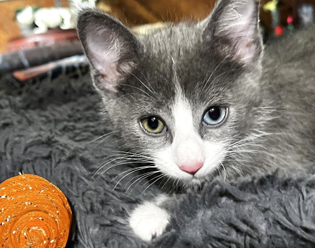 Enlarge Frog, a Adoptable Domestic Short Hair in Ventura, CA image 3/3