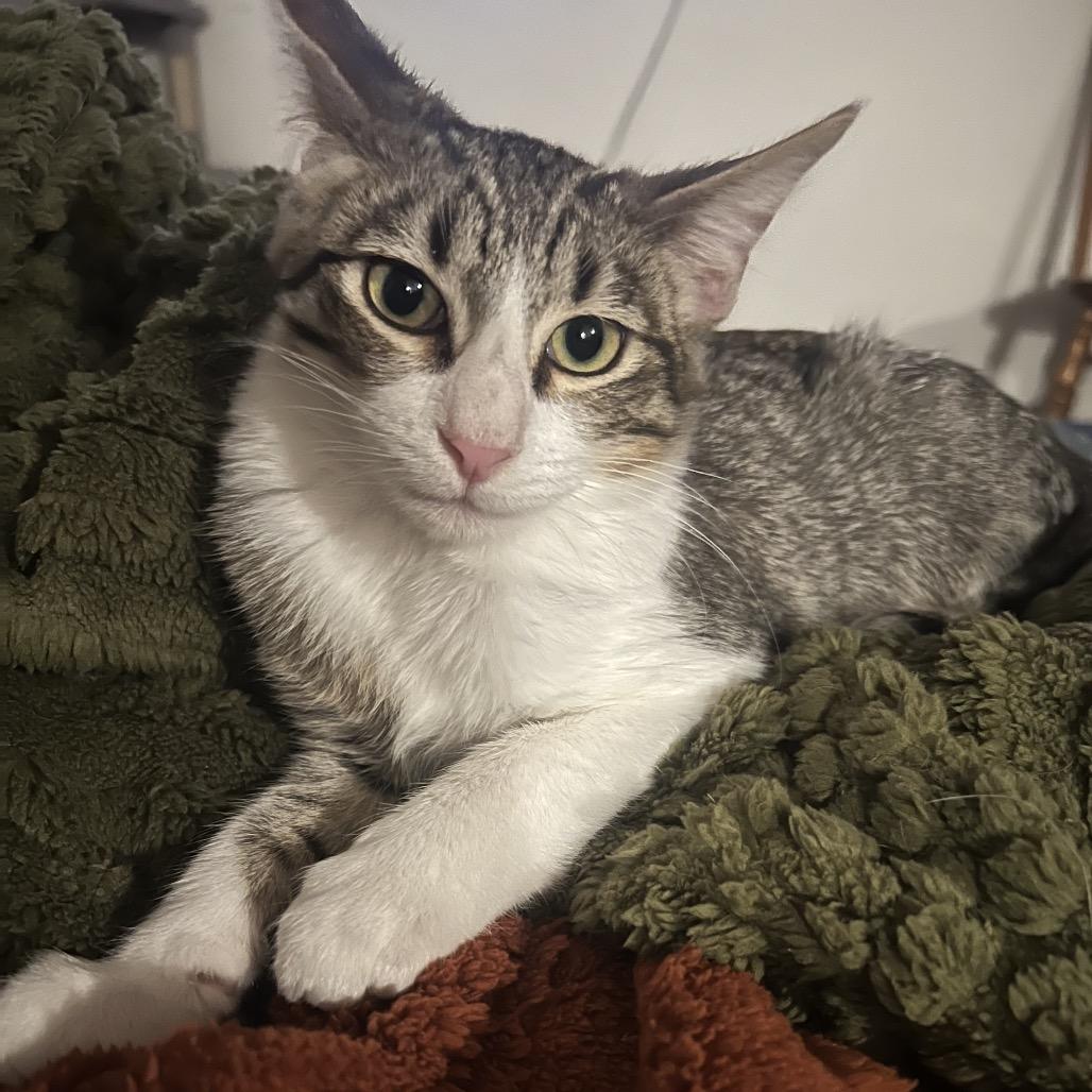 Pickles, a Adoptable Domestic Short Hair in Tustin, CA image 1/6