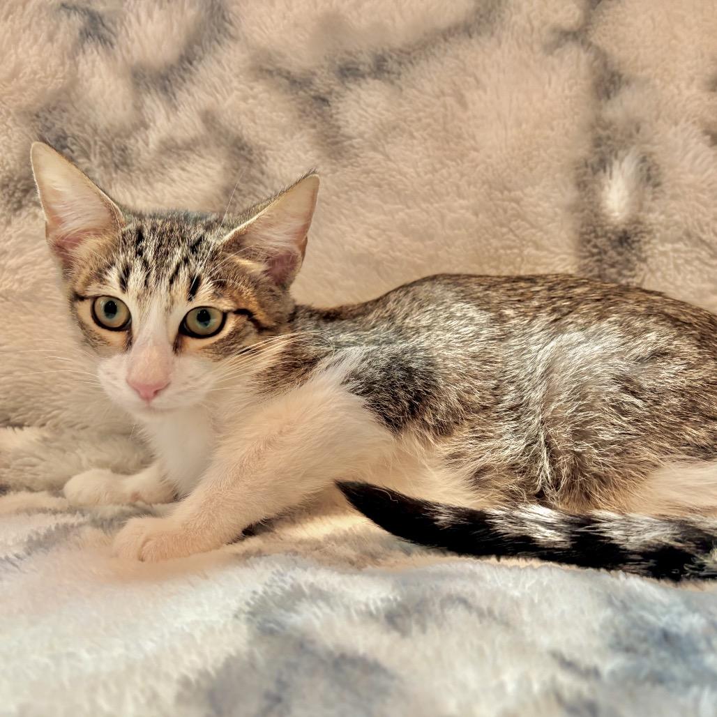 Pickles, a Adoptable Domestic Short Hair in Tustin, CA image 2/6