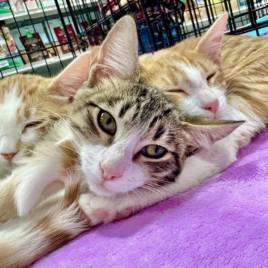 Pickles, a Adoptable Domestic Short Hair in Tustin, CA image 5/6